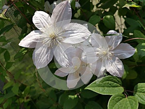 Beautiful white clematis flowers in the garden