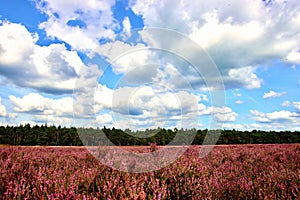 beautiful white cloudy sky above the edge of the forest and vast flowering heathlands