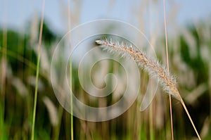 Beautiful white color Mission Grass flower with blurred background photo