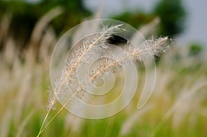 Beautiful white color Mission Grass flower with blurred background photo
