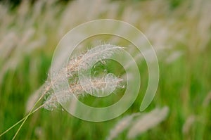 Beautiful white color Mission Grass flower with blurred background photo