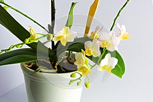 Beautiful white color orchid with green leaves in the pink pot in the blurred background of flower shop. Made in home concept.