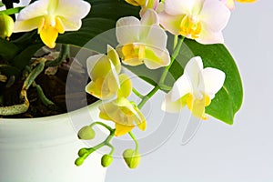 Beautiful white color orchid with green leaves in the pink pot in the blurred background of flower shop. Made in home concept.