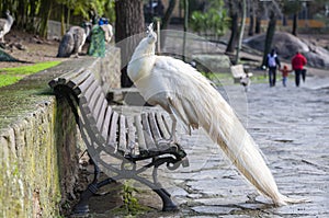 A beautiful white colored peacock perched on a wooden bench