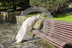 Beautiful white-colored peacock perched on a wooden bench in a public park