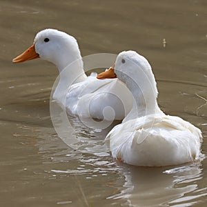 Beautiful white colour ducks in ponds