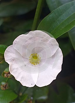 Beautiful white colour flower in a water plant