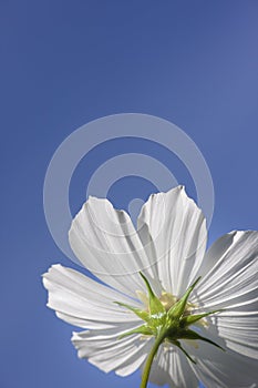 beautiful white Cosmos bipinnatus flower