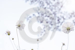 Beautiful white cosmos Cosmos Bipinnatus flowers field in soft focus at the park with blurred crown of tree with sun light