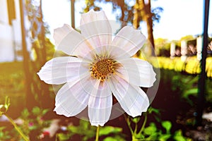 Beautiful white Cosmos flower in the garden. White flowers pictures. Cosmos bipinnatus, commonly called the garden