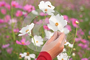 Beautiful white cosmos flower on hand