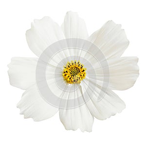 Beautiful white cosmos flower isolated on white background