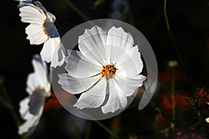 Beautiful white Cosmos flowers in the garden.