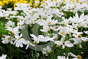 Beautiful White Cosmos Flowers and Yellow Marigold Flowers in fresh garden