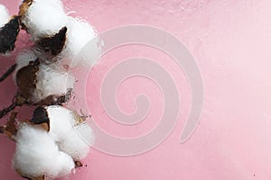 Beautiful white cotton flowers on pink background with drops of water under the glass surface