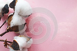 Beautiful white cotton flowers on pink background with drops of water under the glass surface