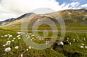 A beautiful white cotton-grass growing in the Sarek National Park, Sweden.