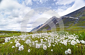 A beautiful white cotton-grass growing in the Sarek National Park, Sweden.