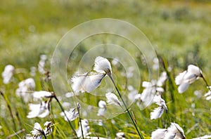 A beautiful white cotton-grass growing in the Sarek National Park, Sweden.