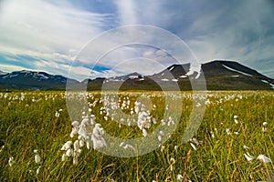 A beautiful white cotton-grass growing in the Sarek National Park, Sweden.