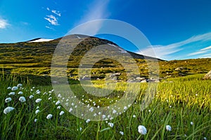 A beautiful white cotton-grass growing in the Sarek National Park, Sweden.