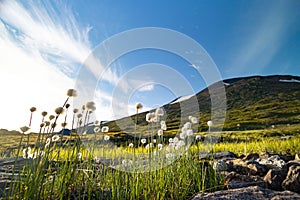 A beautiful white cotton-grass growing in the Sarek National Park, Sweden.