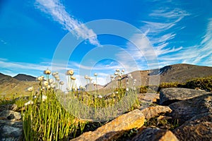 A beautiful white cotton-grass growing in the Sarek National Park, Sweden.