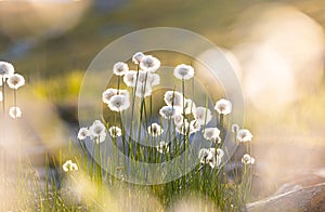 A beautiful white cotton-grass growing in the Sarek National Park, Sweden.