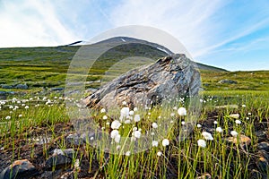 A beautiful white cotton-grass growing in the Sarek National Park, Sweden.