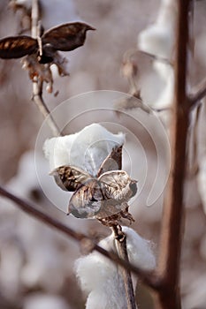 Beautiful, white cotton plant.