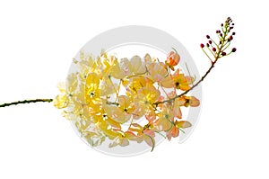 White-cream blossom flowers of Cassia Bakeriana or Wishing Tree on its branch isolated on white background.