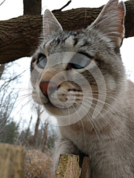 Beautiful white cream grey cat blue eyes
