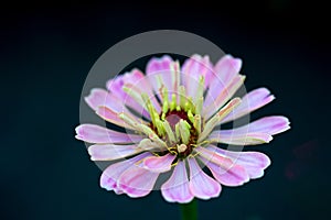 Beautiful white crimson zinnia flower with pink endings in a par