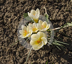 Beautiful white crocus blooming