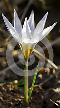 Beautiful white crocus flower