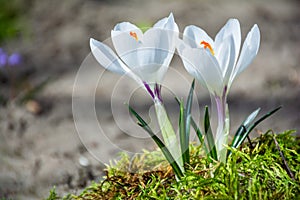 Beautiful white crocus flowers bloom in the garden