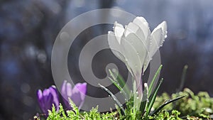 Beautiful white crocus flowers in water droplets sway in the wind
