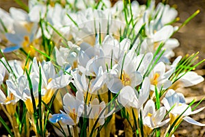 Beautiful white crocus lit by sunlight
