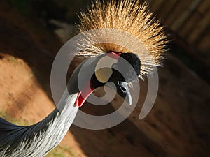 Beautiful white crownes crane with gray plumage and blue eyes, looking directly at the photo photo