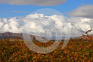 Beautiful white cumulus clouds with autumn vineyard leaves in the foreground