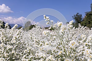 Beautiful white cutter flowers garden