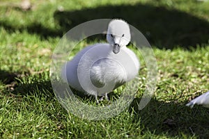 Beautiful white cygnet. Baby black-necked swan Cygnus melancory