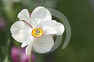 Beautiful white Daffodil flower