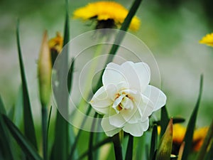 White daffodil narcissus and dandelion flowers photo