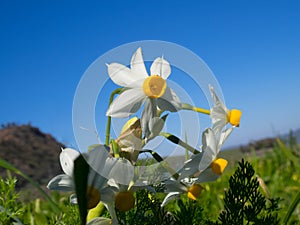 Beautiful white daffodils