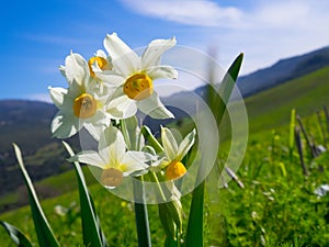 Beautiful white daffodils