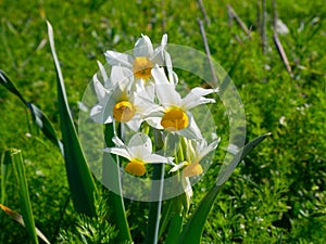 Beautiful white daffodils