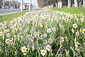 Beautiful white daffodils bloomed on the side of a city street on spring