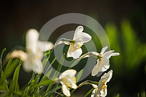 Beautiful white daffodils blossoming in the spring garden.