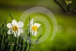 Beautiful white daffodils blossoming in the spring garden.